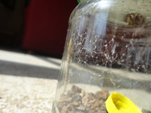 DSC02000 (FILEminimizer).JPG