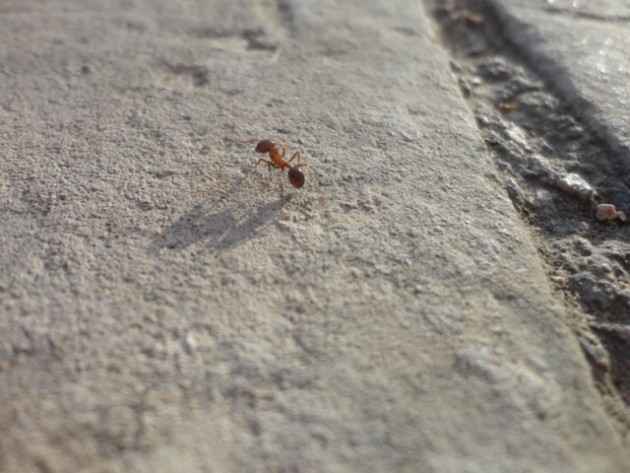 DSC02008 (FILEminimizer).JPG