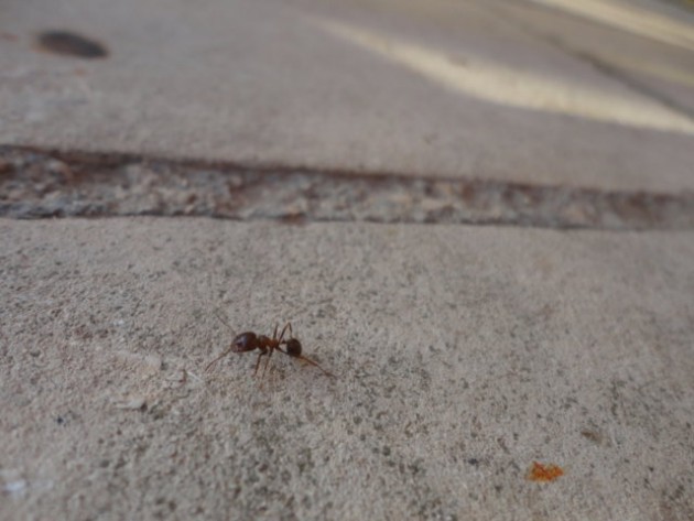 DSC02013 (FILEminimizer).JPG