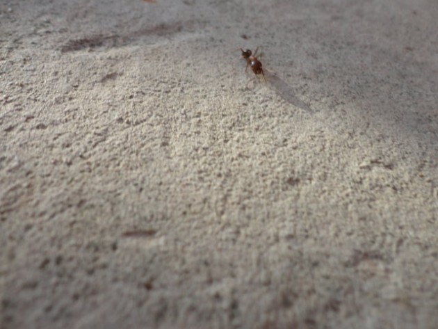 DSC02019 (FILEminimizer).JPG