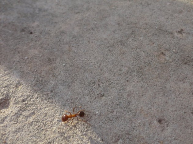 DSC02026 (FILEminimizer).JPG