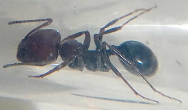 Messor-aniene4.jpg