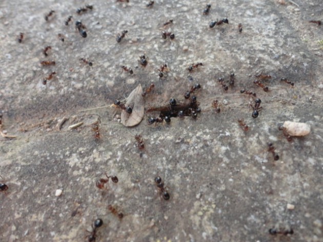 DSC02032 (FILEminimizer).JPG