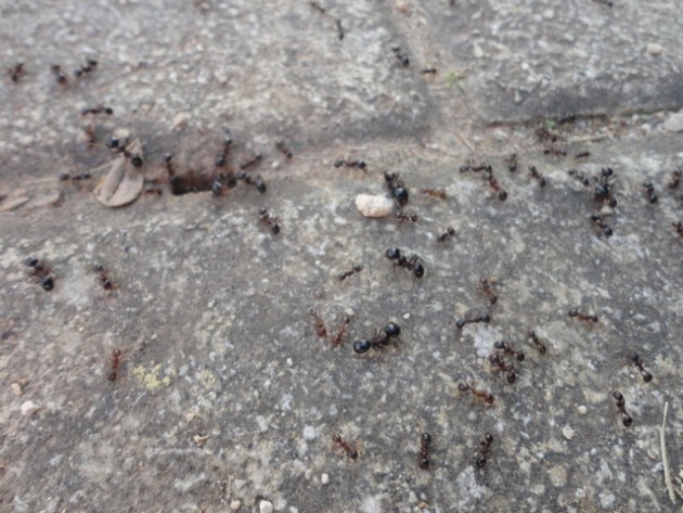 DSC02033 (FILEminimizer).JPG