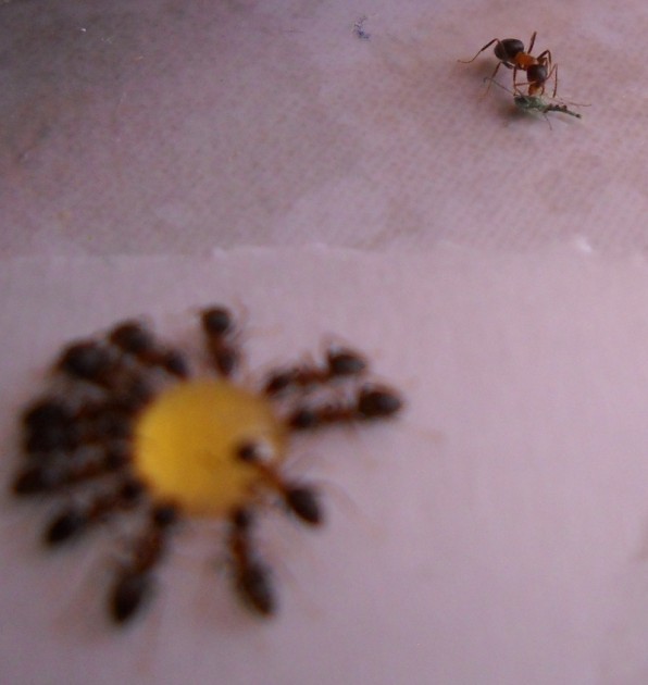 DSCN1439.JPG (371.83 KiB) Osservato 11305 volte DSCN1439.JPG