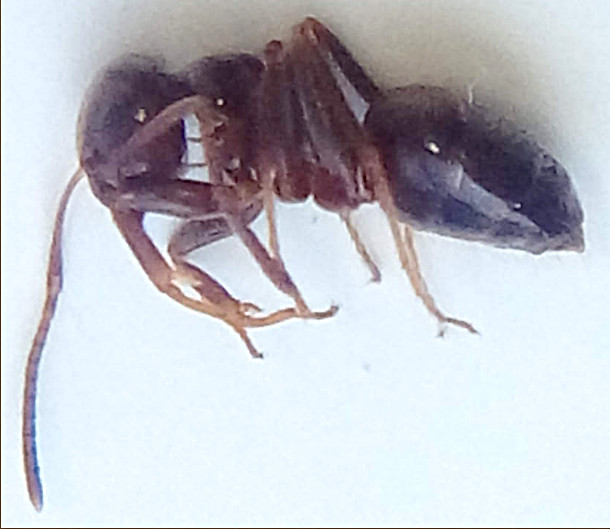 Lasius_side.jpg