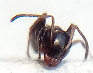 Lasius_front.jpg