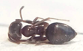 Lasius_top.jpg