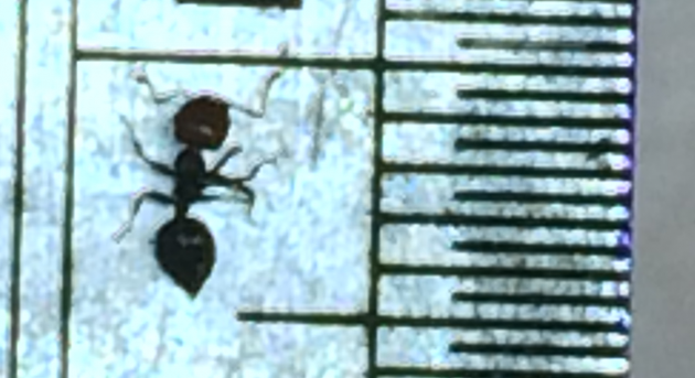 id request (3.5.png