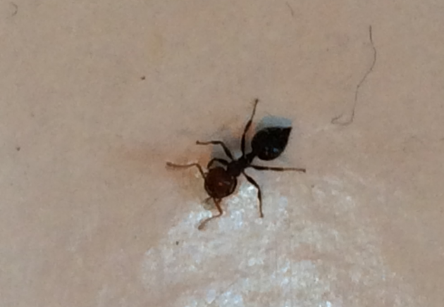 id request (4.5.png