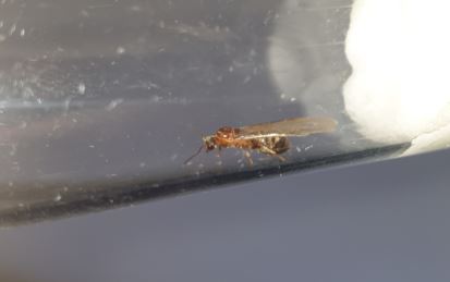 formica 22.JPG