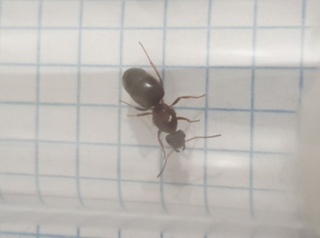 formica 3.JPG