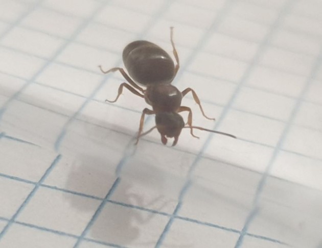 Formica 333.JPG