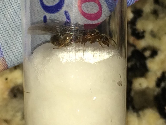 -queen 05-07-2019.JPG