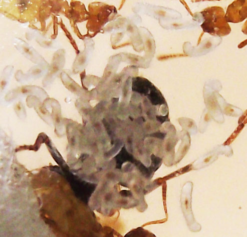 DSCF3782.JPG