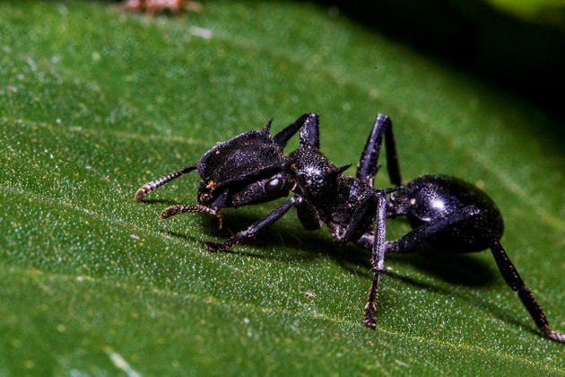 Cephalotes_Atratus,.jpg