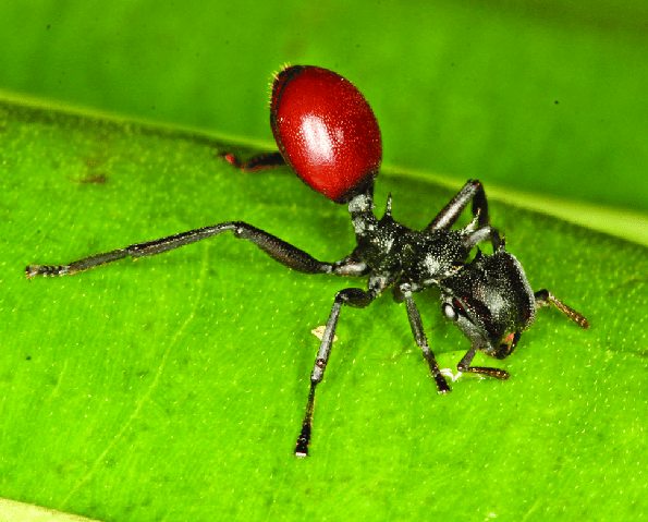 Worker-of-Cephalotes-atratus-infected-with-Myrmeconema-neotropicum-The-raised-red.png