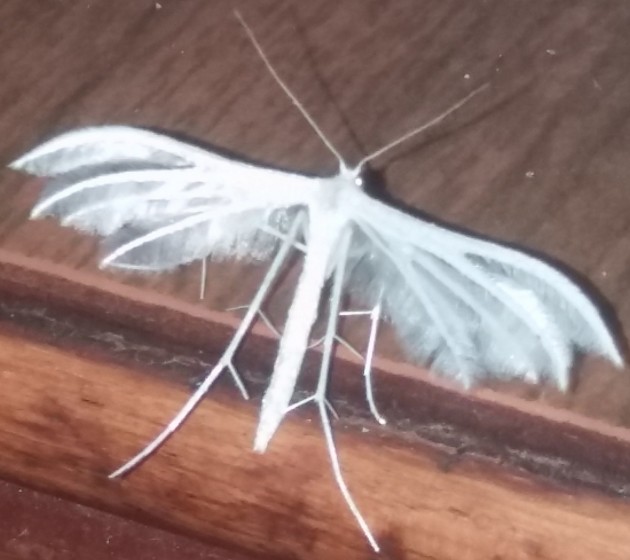 20190826_233609.jpg (1000.12 KiB) Osservato 3555 volte 20190826_233609.jpg