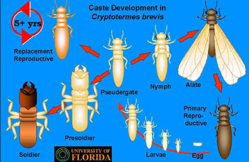 west_indian_drywood_termite06.jpg