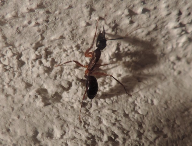 DSCN3052.JPG