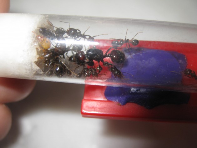 2018-04-12 17.56.20.jpg (342.29 KiB) Osservato 58537 volte 2018-04-12 17.56.20.jpg