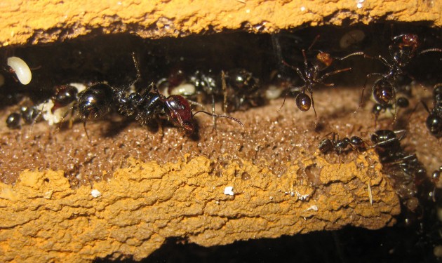 2019-03-07 16.09.55.jpg (427.91 KiB) Osservato 58537 volte 2019-03-07 16.09.55.jpg