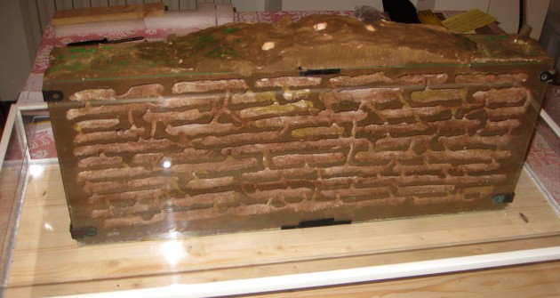 Messor Nido 02.jpg (312.74 KiB) Osservato 58537 volte Messor Nido 02.jpg