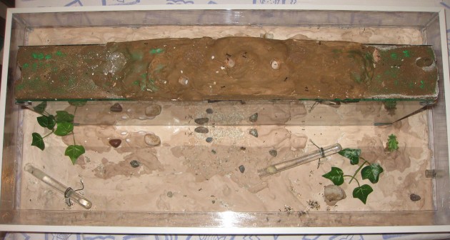 Messor Nido 03.jpg (336.86 KiB) Osservato 58537 volte Messor Nido 03.jpg