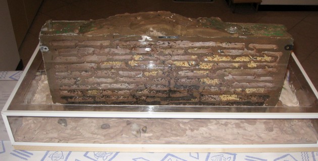 Messor Nido 05.jpg (411.24 KiB) Osservato 58537 volte Messor Nido 05.jpg