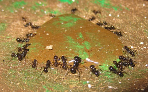 Mbarbarus 14.jpg (424.06 KiB) Osservato 58537 volte Mbarbarus 14.jpg