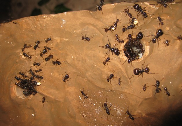 Mbarbarus 02.jpg (415.82 KiB) Osservato 58537 volte Mbarbarus 02.jpg