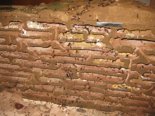 Mbarbarus 04.jpg (753.9 KiB) Osservato 58537 volte Mbarbarus 04.jpg