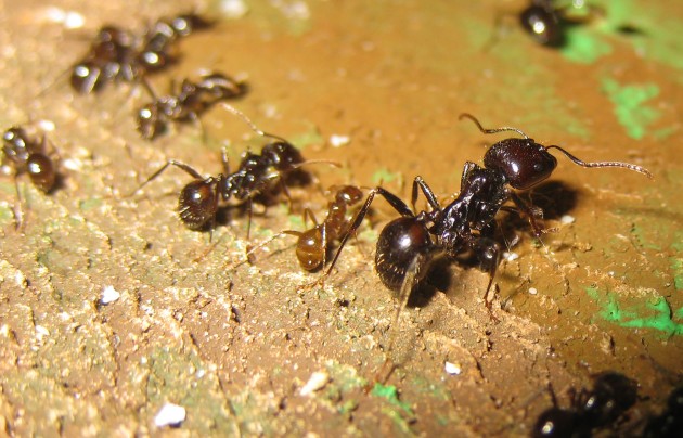 Mbarbarus 15.jpg (385.8 KiB) Osservato 58537 volte Mbarbarus 15.jpg