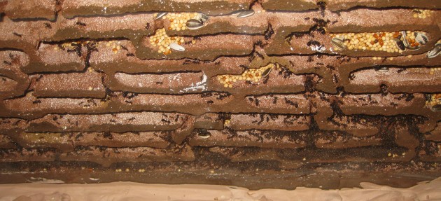 Mbarbarus 12.jpg (478.09 KiB) Osservato 58537 volte Mbarbarus 12.jpg