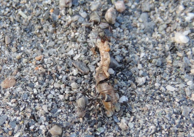 DSCN4395 - Labidura riparia.JPG