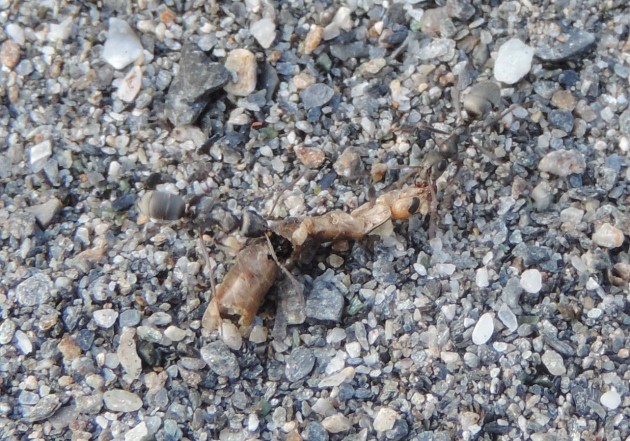 DSCN4392 - Labidura riparia.JPG
