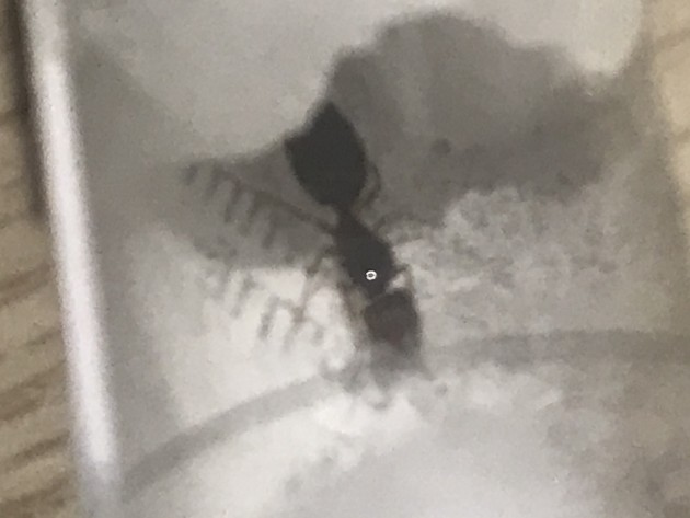 IMG_0497.jpeg