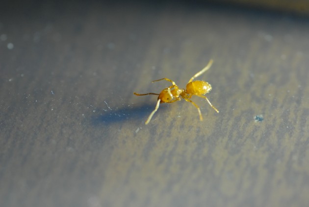 DSC_1923.JPG