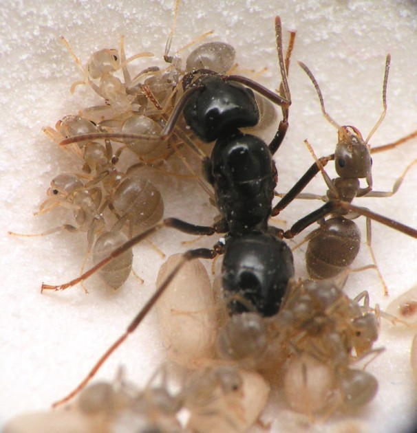 lasius_fuliginosus_575.jpg