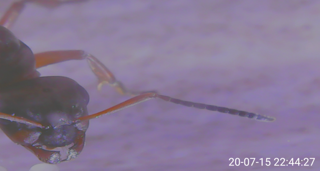 antenna 20-07-15 22_44_27.png