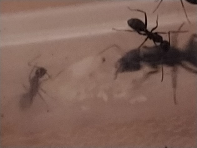 camponotus vagus luglio 1.jpg