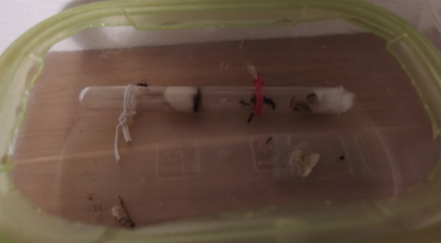 camponotus vagus luglio 2.jpg