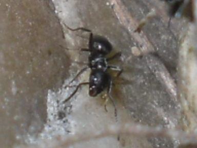 SDC12455.JPG