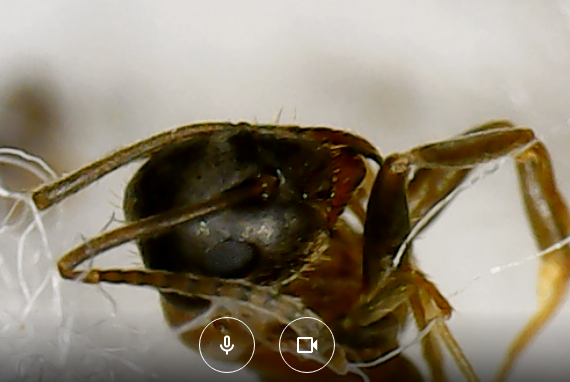 lasius_cut-photo.ru.png