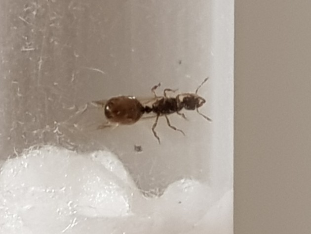 20201011_160452.jpg (1.15 MiB) Osservato 1964 volte 20201011_160452.jpg