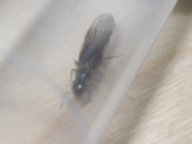 SDC12478.JPG