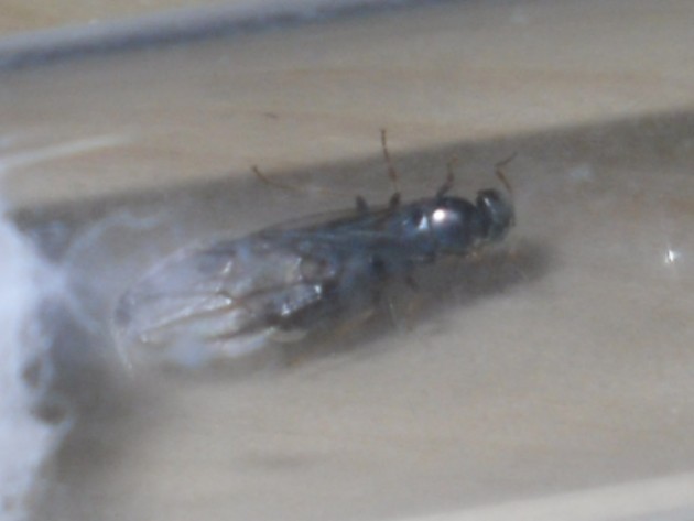 SDC12476.JPG