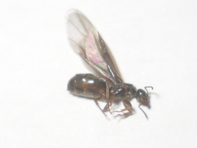 SDC12483.JPG