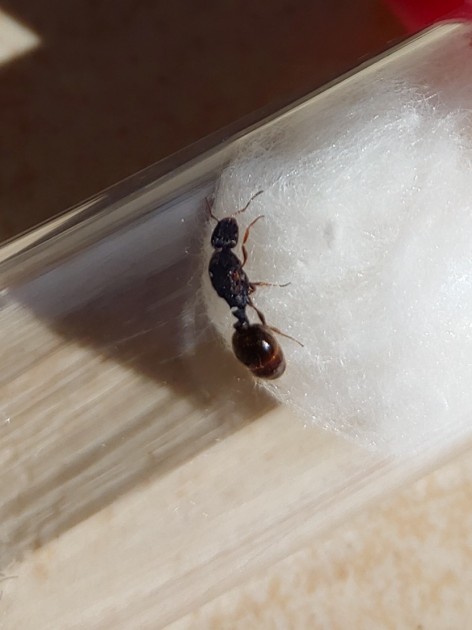 27.06.2021 _Tetramorium sp._ 1.jpg