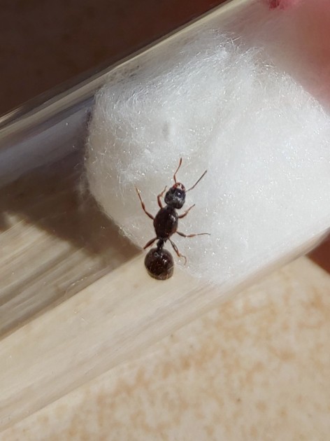 27.06.2021 _Tetramorium sp._ 2.jpg